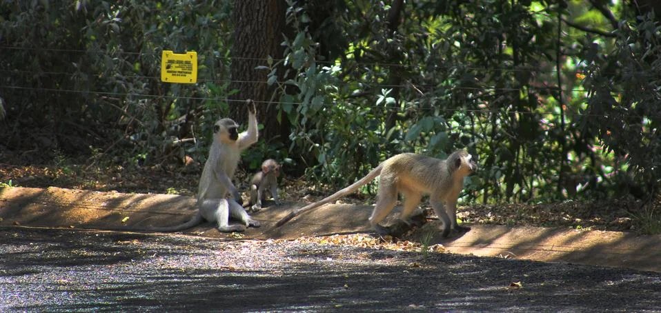 Monkey electric Stockfoto's