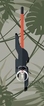 Monkey emperor tamarin Stock Illustration