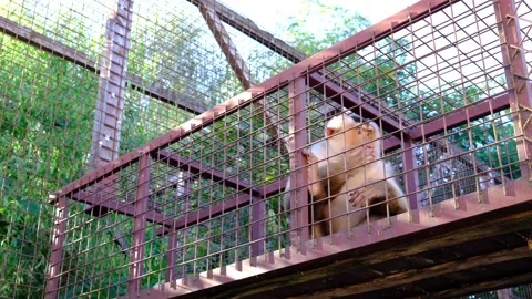 Monkey is in an enclosure. It is holding the cage looking bored Stock Footage 319691397