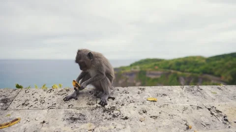 A monkey enjoying a banana on a rock under a cloudy sky Stock Footage 270356705