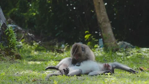 Monkey enjoying a cleaning body Stock Footage 232907270