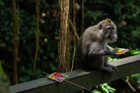 A monkey enjoying a colourful snack while sitting in a lush green jungle Stock Photos