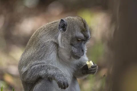 A monkey is enjoying a delightful snack while surrounded by the beauty of nature Foto stock