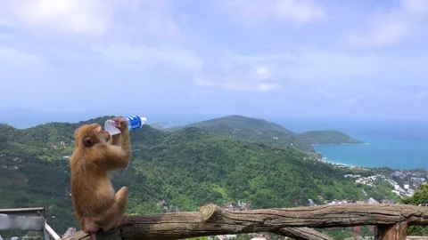 Monkey enjoying a drink while overlooking the beautiful landscape of Thaila.. Stock Footage 294222224