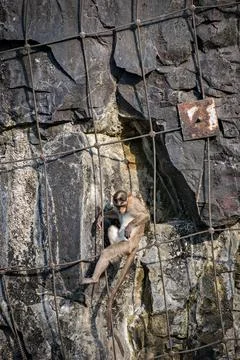 Monkey enjoying Sunlight as it balances on the wire ropes restricting boulder Foto stock
