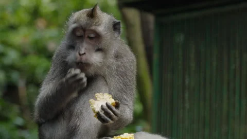 A Monkey Enjoys a Corn in a Lush Forest Setting During a Sunny Afternoon in a Stock Footage 303764515