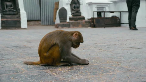 Monkey enjoys eating seeds while sitting on the ground outdoors Stock Footage 321593911