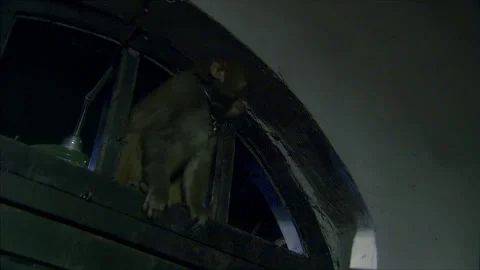 Monkey enters a room Stock Footage 302952571