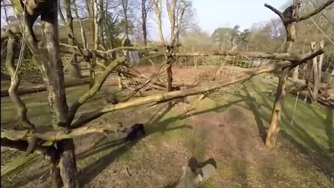 Monkey Environment Stock Footage 81481159