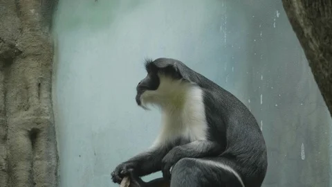 A monkey on the epic pose of solving his problems. Stock Footage 120951644