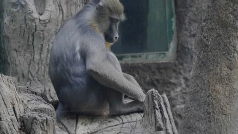 A monkey on the epic pose of solving his problems. Stock Footage 226402389