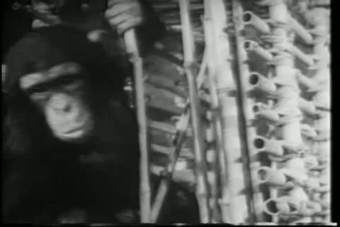 Monkey escaping from cage Stock Footage
