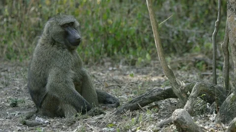 Monkey in Ethiopia Stock Footage 79572661
