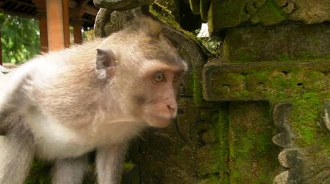 Monkey Examines the Wall Video stock 4867919