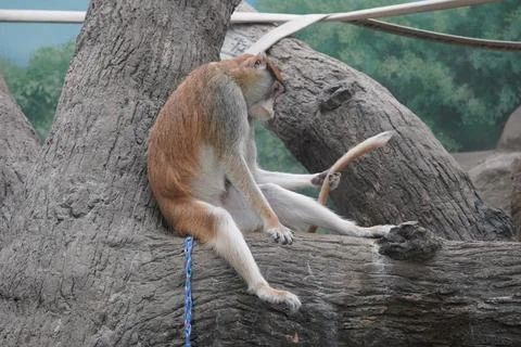 Monkey Examining Tail Stock Photos