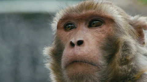 Monkey explores nature by flowing stream in a peaceful environment Stock Footage 321595102
