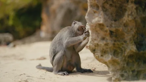 A monkey explores a rock on a sandy beach in a lush tropical setting, displaying Stock Footage 279971305