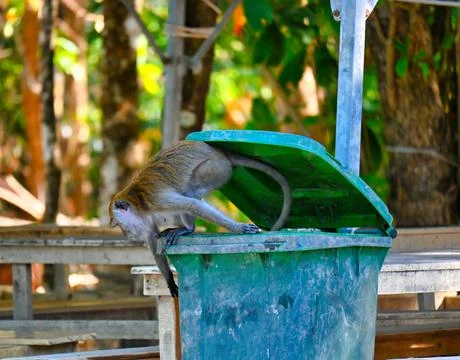 Monkey explores trash can in a forested area during daytime. Langkawi in Ma.. Stock Photos