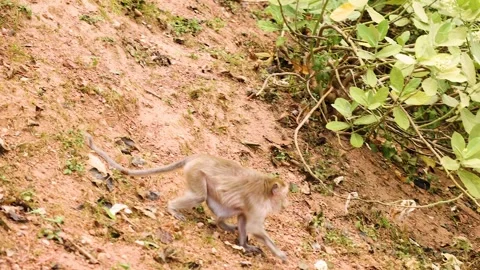 Monkey Exploring in Chonburi, Thailand Vídeos de archivo 304717753