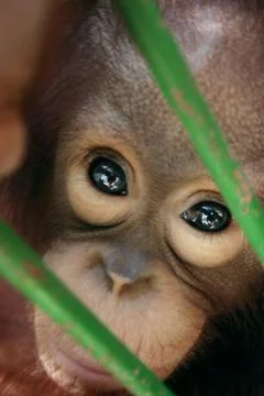 Monkey Eyes Stock Photos