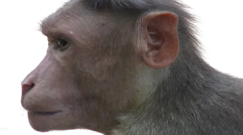 Monkey Face - Extreme close up Stock Footage 33531926