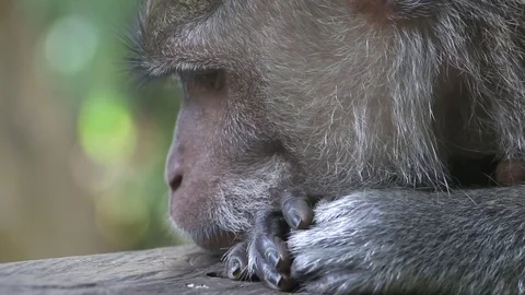 Monkey Face Stock Footage 85284488