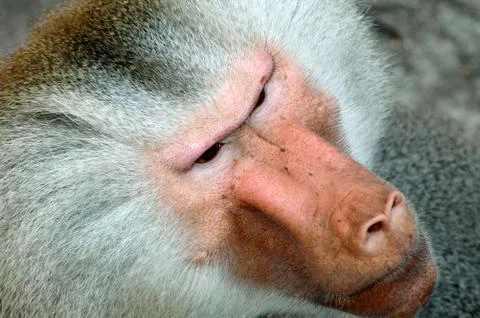 Monkey face, hamadryas baboon Stock Photos