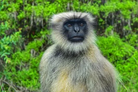 Monkey face Stock Photos