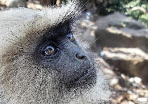 MONKEY FACE Stock Photos