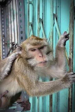 Monkey face Stock Photos