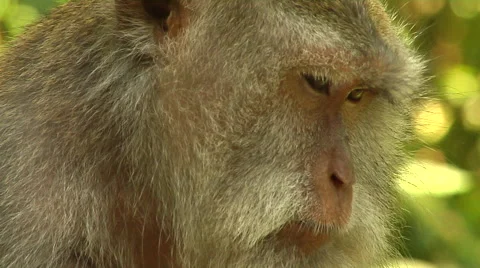 Monkey falling asleep in the Monkey Forest in Bali Stock Footage 41380460
