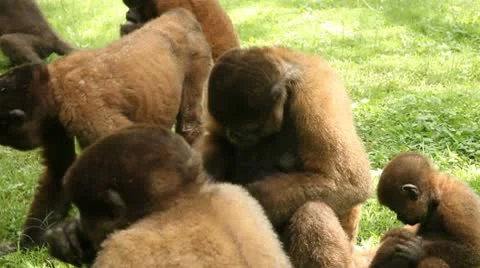 Monkey Familiy Stock Footage 10736945