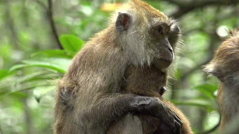 Monkey familly Stock Footage 150126616