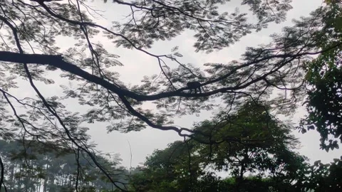 Monkey Family on Big Tree 库存影片 277616001