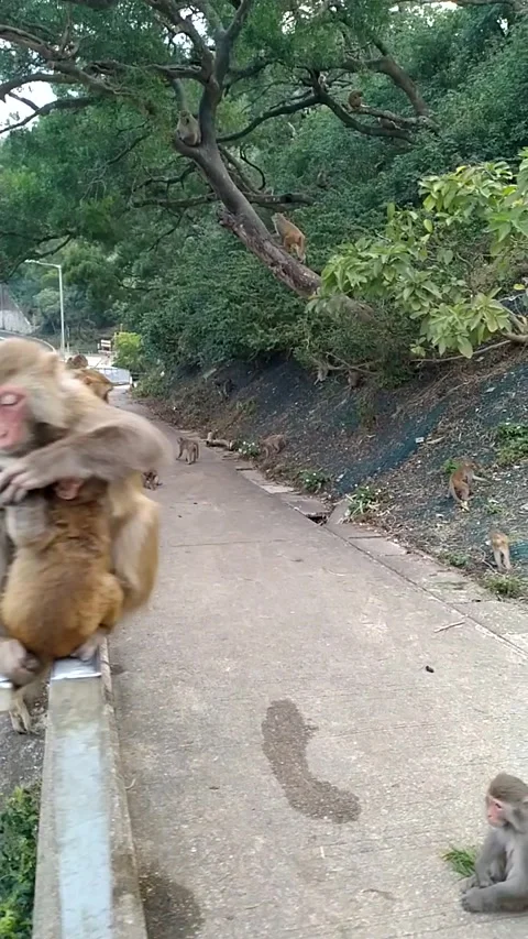 Monkey family on a bridge Stock Footage 255768243