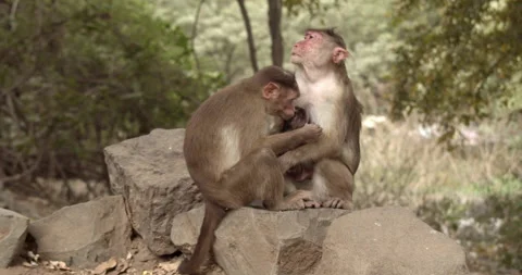 Monkey Family enjoying themselves Stock Footage 240896084