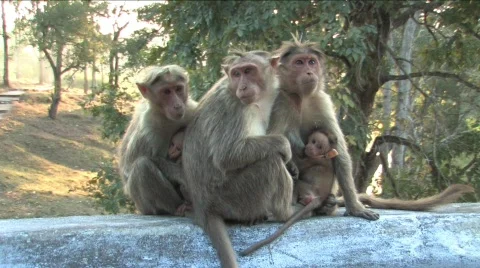 Monkey family Stock-Footage 332187