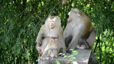 Monkey family Video stock 45029237