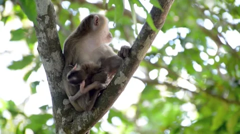 Monkey family Stock Footage 45029275