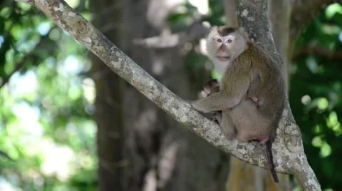 Monkey family Video stock 45029292