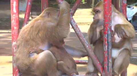 Monkey family Stock Footage 48439113