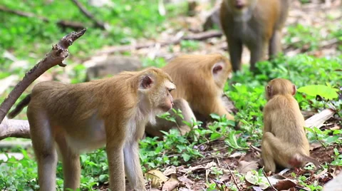 Monkey family. Stock Footage 64066998