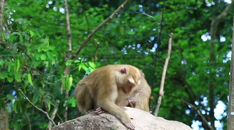 Monkey family. Stock Footage 64067266
