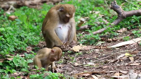 Monkey family. Stock Footage 64068587