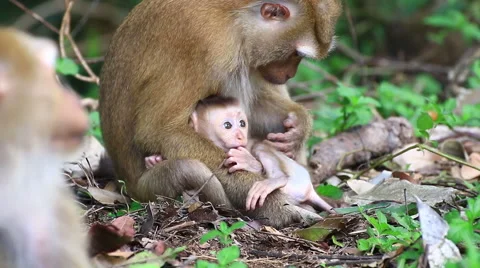 Monkey family. Stock Footage 64068751