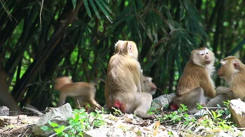 Monkey family. Stock Footage 64069001