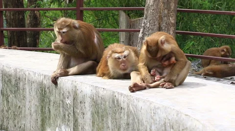 Monkey family. Stock Footage 64069434