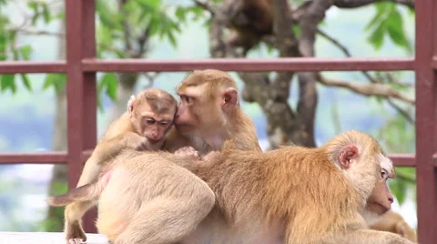 Monkey family. Stock Footage 64069917