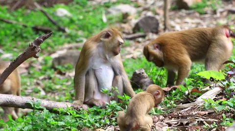 Monkey family. Stock Footage 64070614