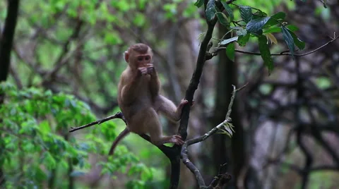 Monkey family. Stock Footage 64070704